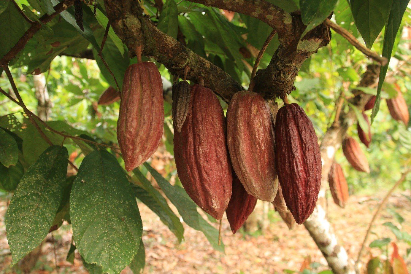 Kakaoernte Peru 2020