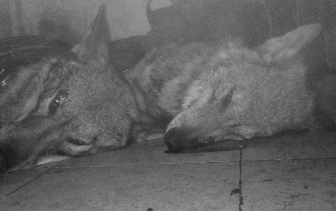 Relato Con la CAZA a cuestas