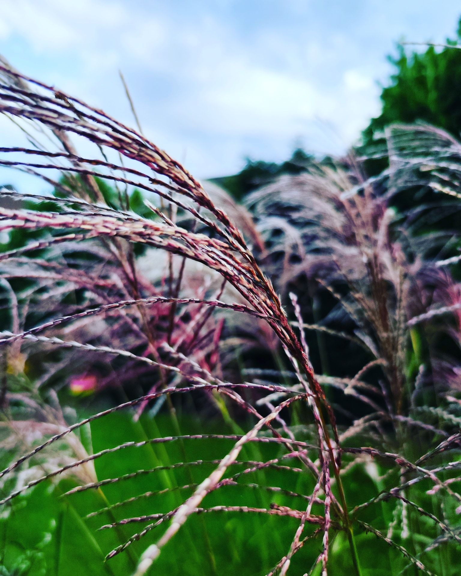 rote Gräser im Wind