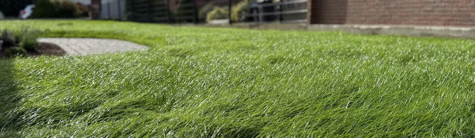 Rasenfläche von Sund Gartenbau