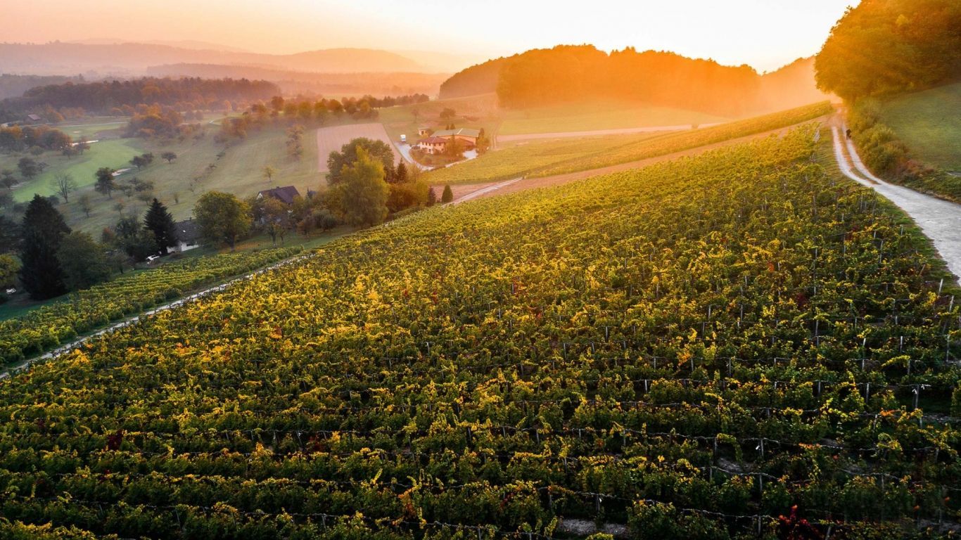 Panorama Blick, Bad Waldsee, Kaffee, Restaurant, Vinothek, erlesene Weine, Bar, selbstgebackene Kuchen, Snacks, Mittagstisch, Sonnenterrasse, Gin - Greenkeeper's Cut, Bier vom Fass, kleine Gerichte, Burger, vegetarisch, vegan, Laktose frei, Gluten frei, Café-Restaurant Ausblick T-19, Restaurant im Hofgut