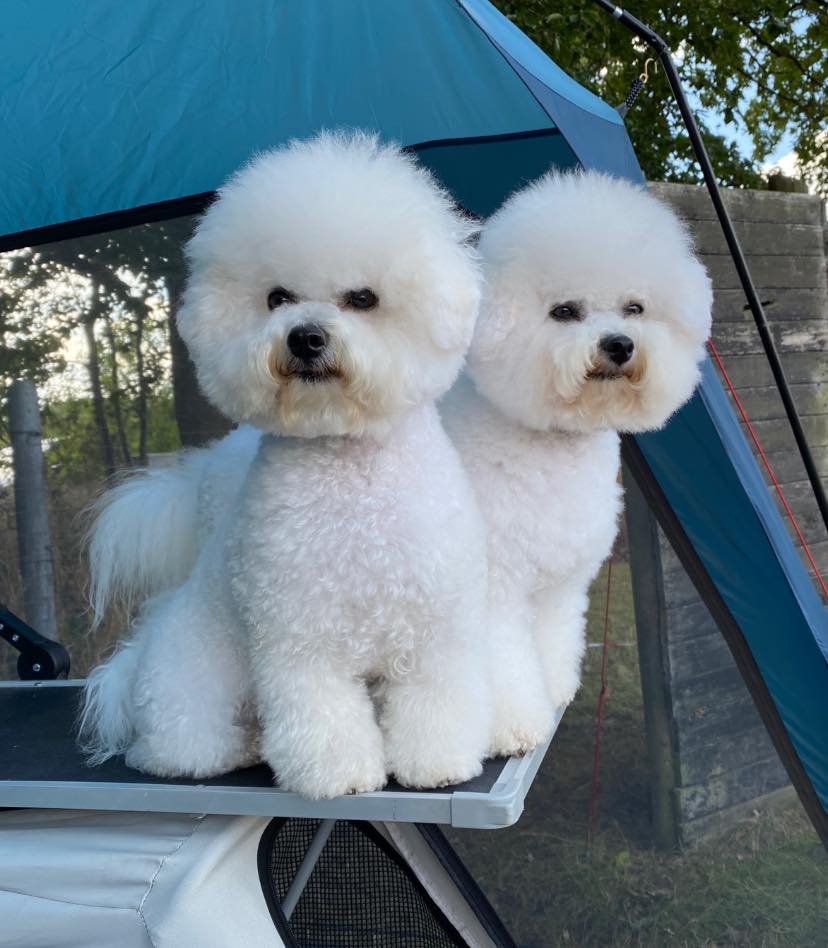 Elica und Zumba, Bichon frisé, Curly-Sunshine.de