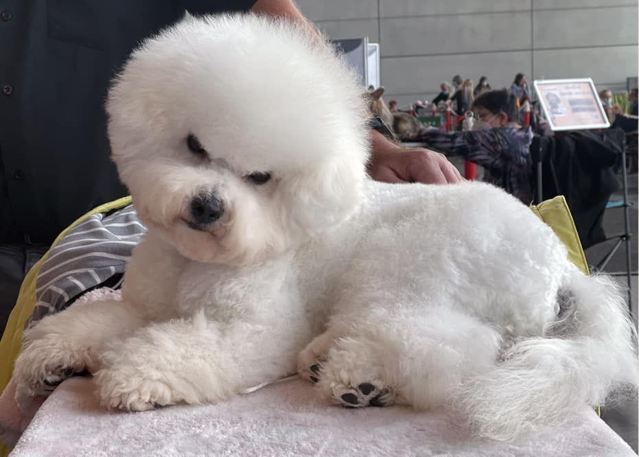 TJ, Bichon frisé, Curly-Sunshine.de