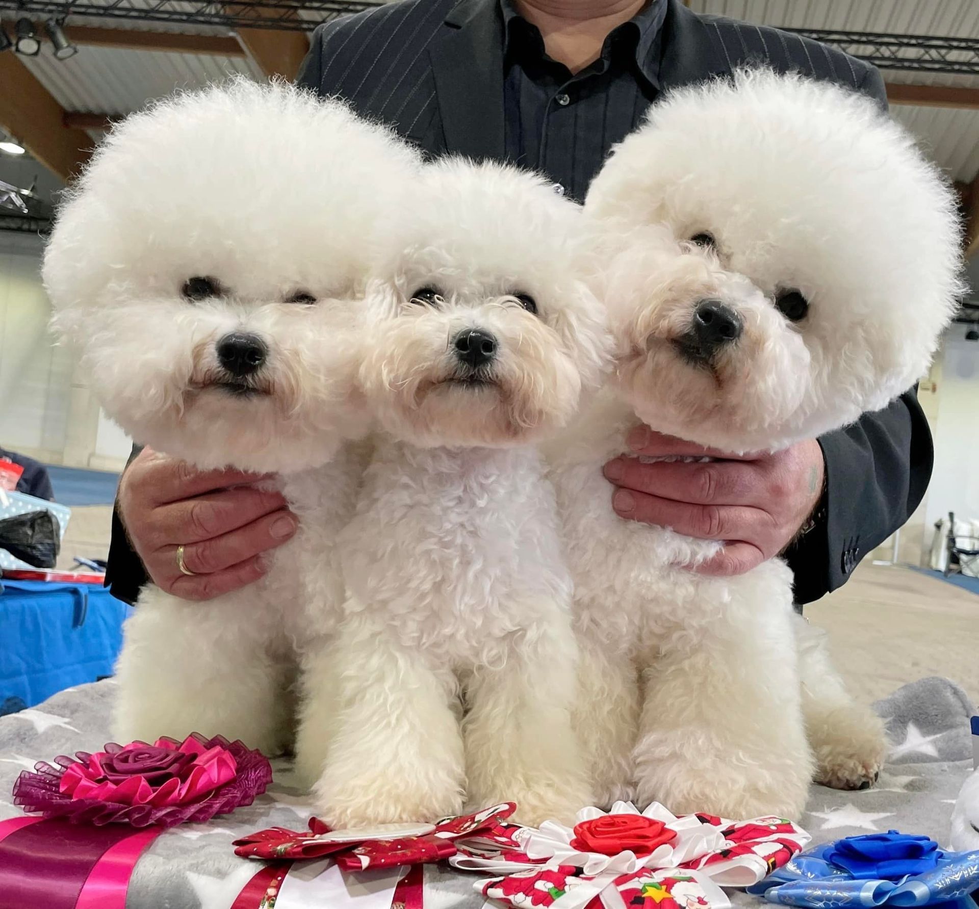 Bichon frisé, Curly-Sunshine.de