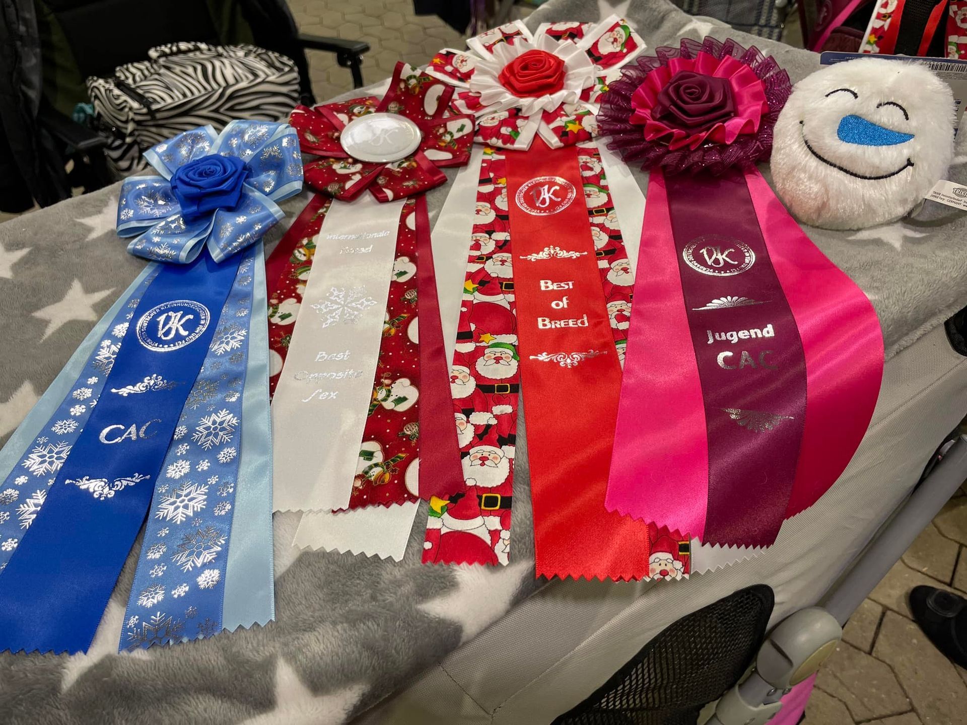 Bichon frisé, Curly-Sunshine.de