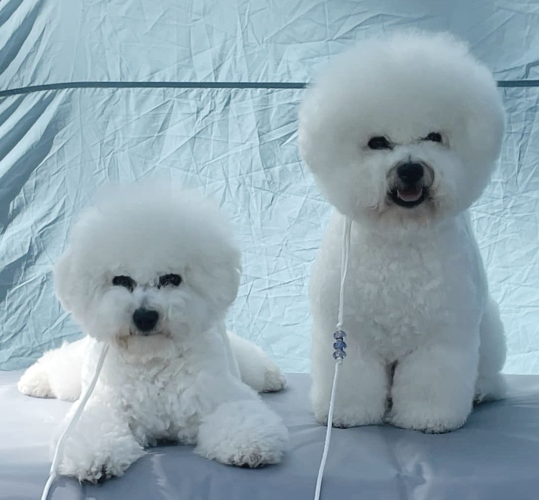 Jack und TJ, Bichon frisé, Curly-Sunshine.de