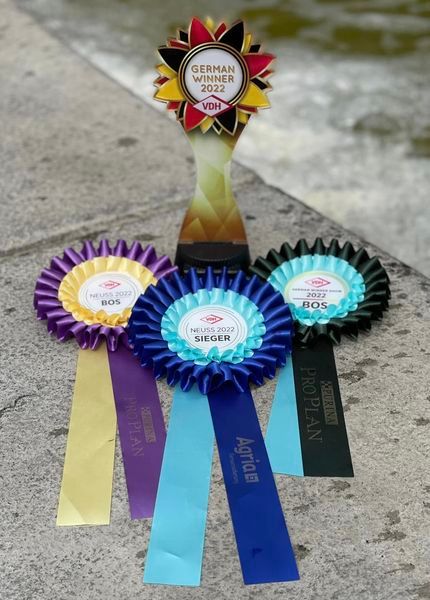 Bichon frisé, Curly-Sunshine.de