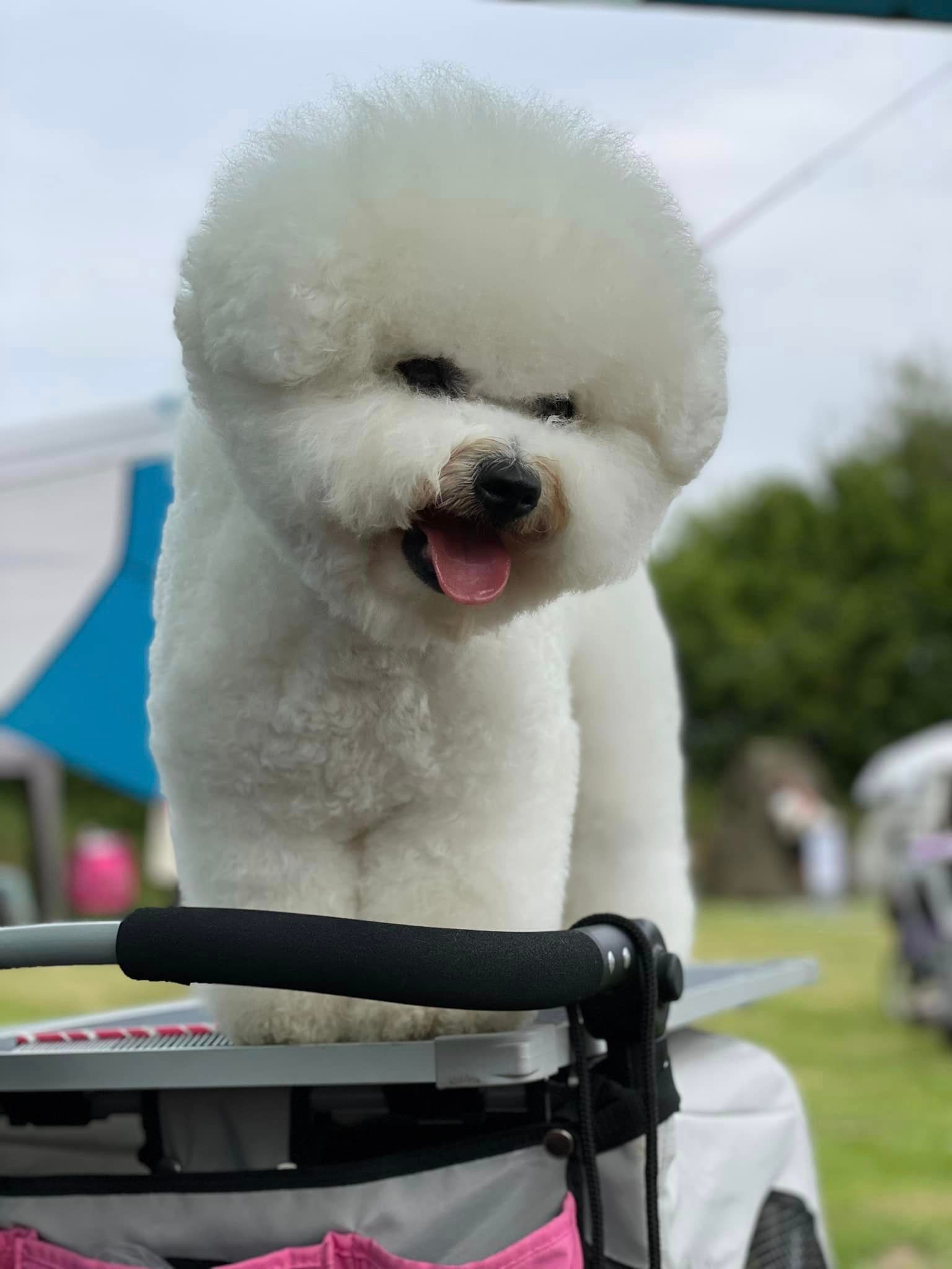 TJ, Bichon frisé, Curly-Sunshine.de