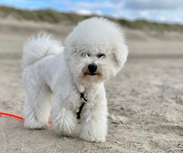 Bichon frisé Curly-Sunshine.de