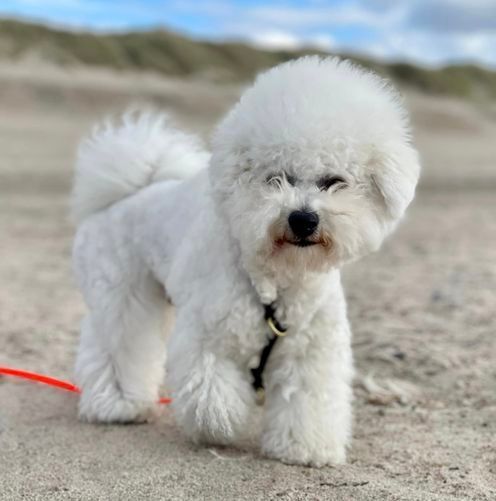 Bichon frisé Curly-Sunshine.de
