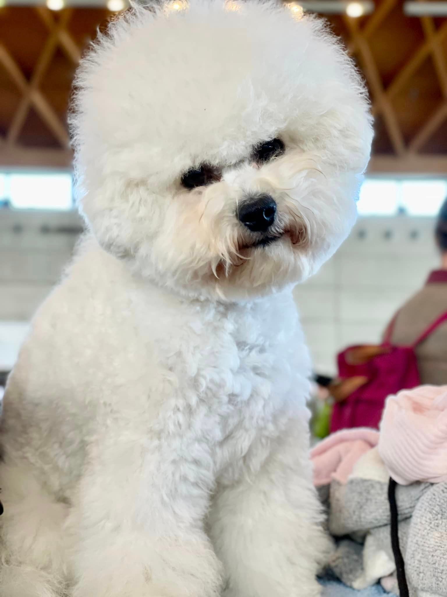 Jack, Bichon frisé, Curly-Sunshine.de