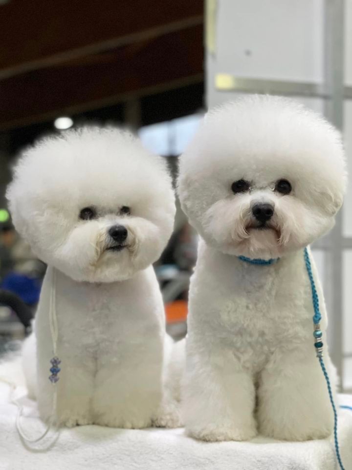 Elica und Jack, Bichon frisé, Curly-Sunshine.de