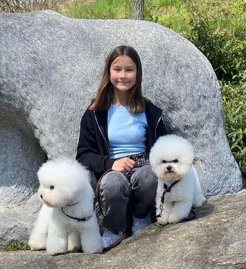 Bichon frisé, Curly-Sunshine.de