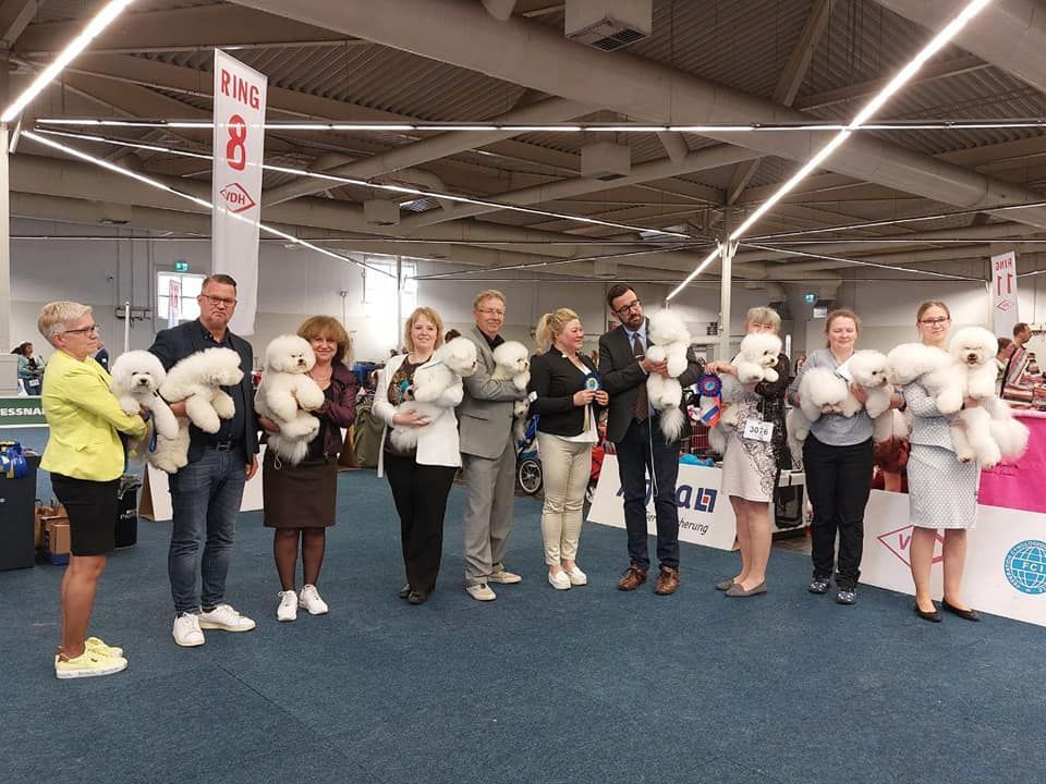 Bichon frisé, Curly-Sunshine.de