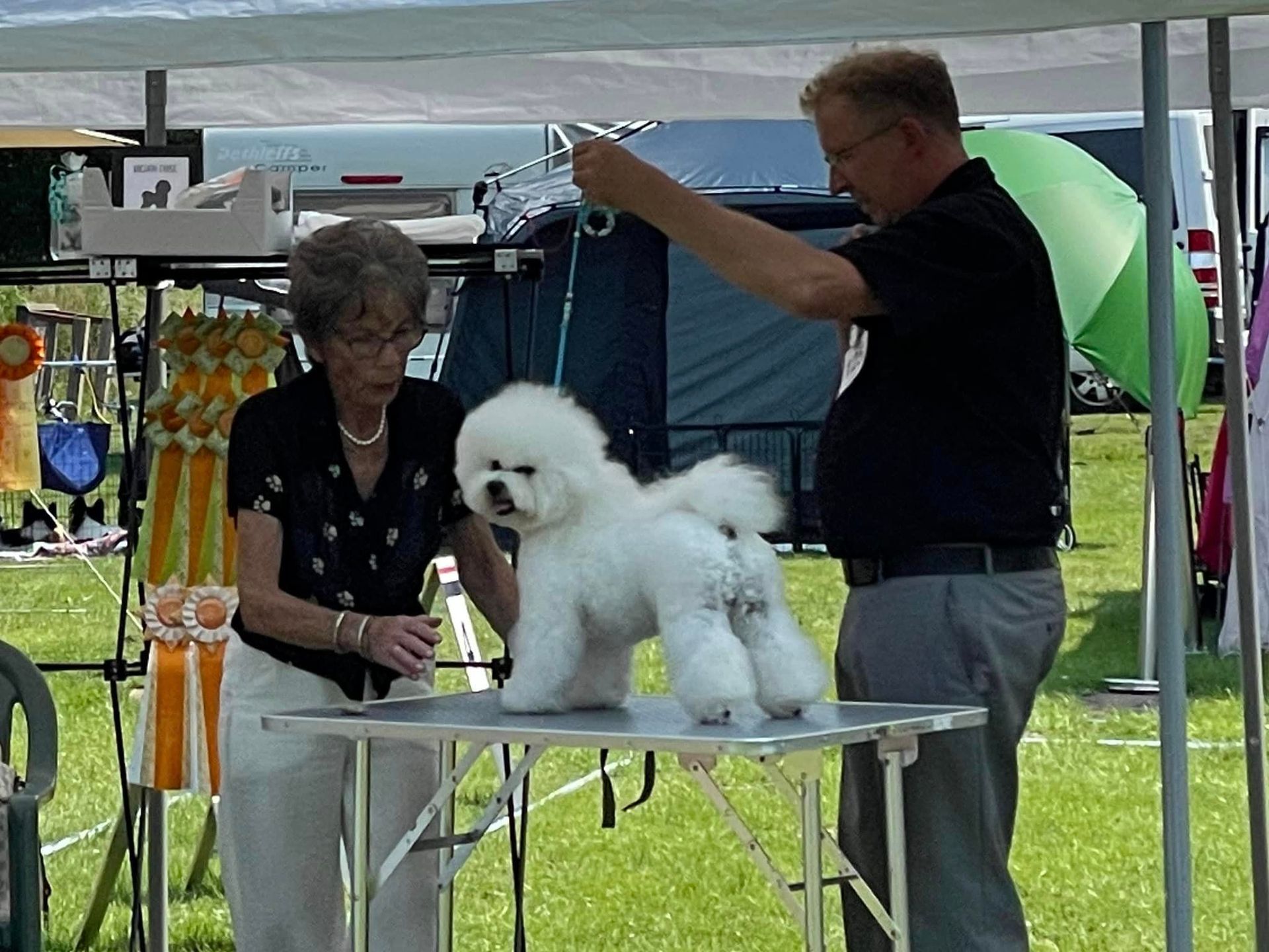 Jack, Bichon frisé, Curly-Sunshine.de