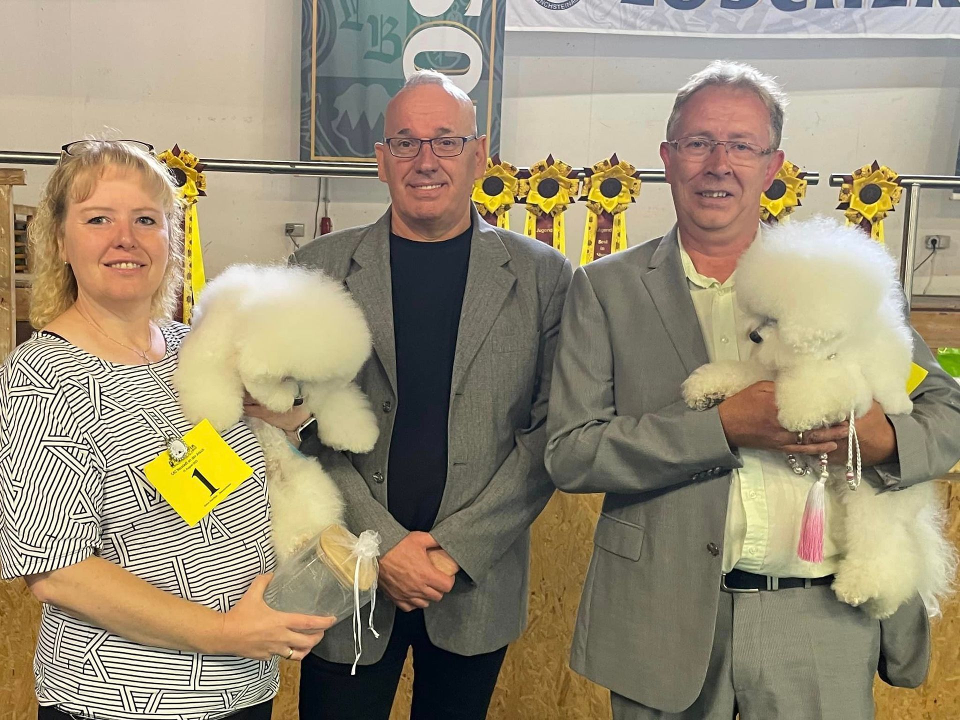 Bichon frisé, Curly-Sunshine.de