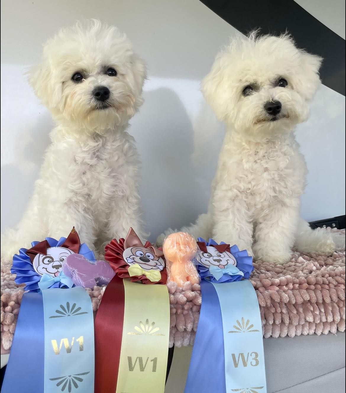 Bichon frisé Welpen, Curly-Sunshine.de