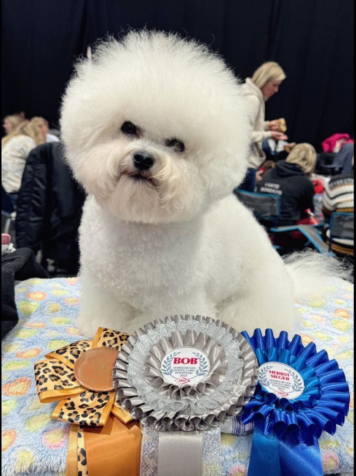 Zoe, Bichon frisé, Curly-Sunshine.de