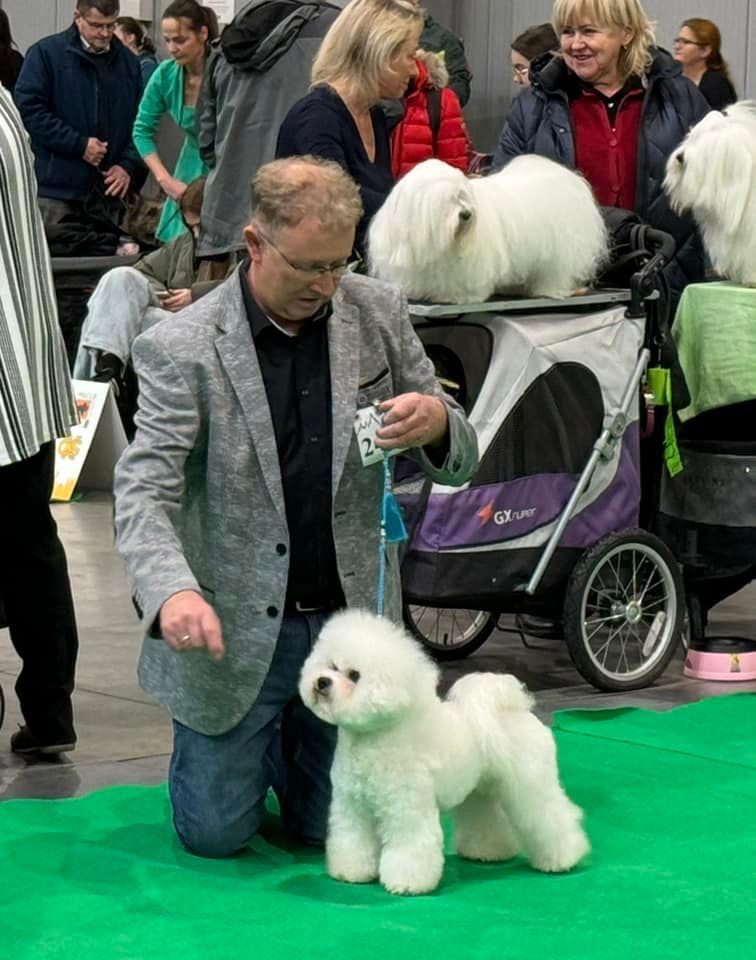 Jack, Bichon frisé, Curly-Sunshine.de