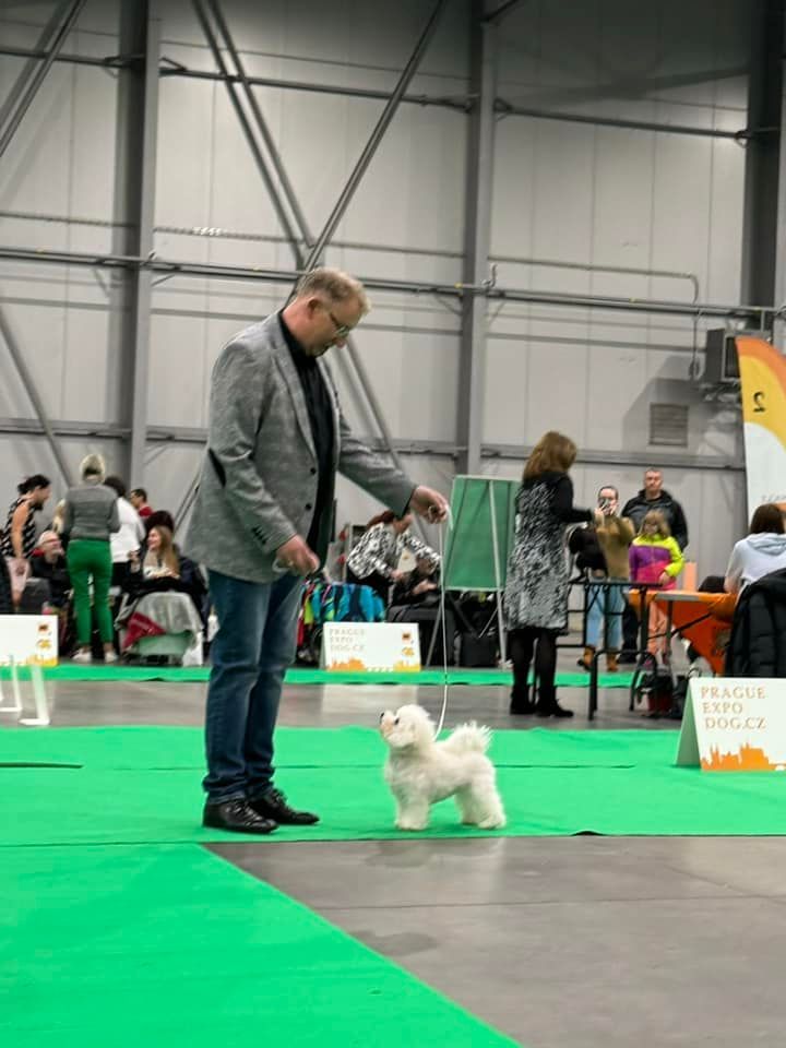 Famy, Bichon frisé, Curly-Sunshine.de