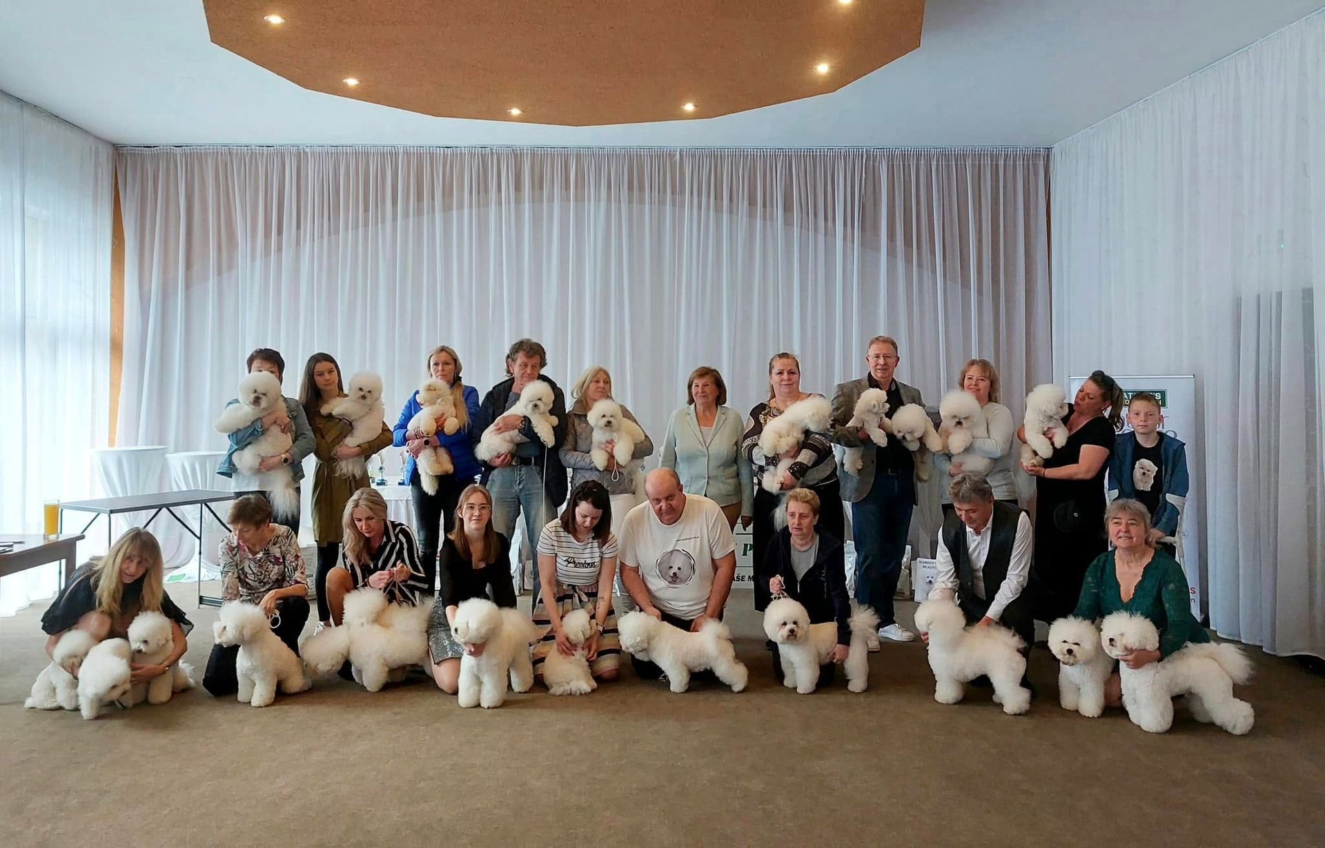 Bichon frisé, Curly-Sunshine.de