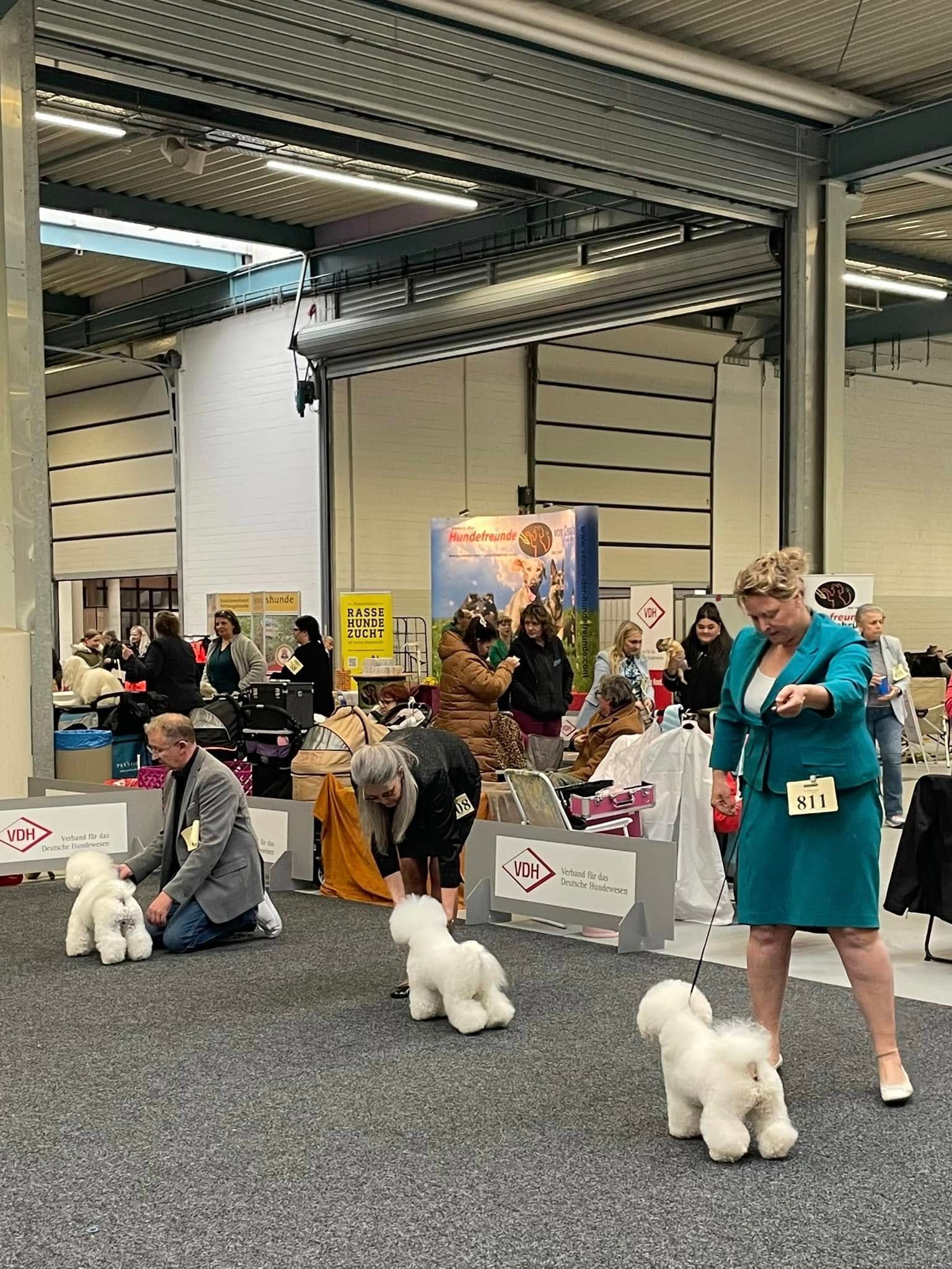 TJ, Bichon frisé, Curly-Sunshine.de