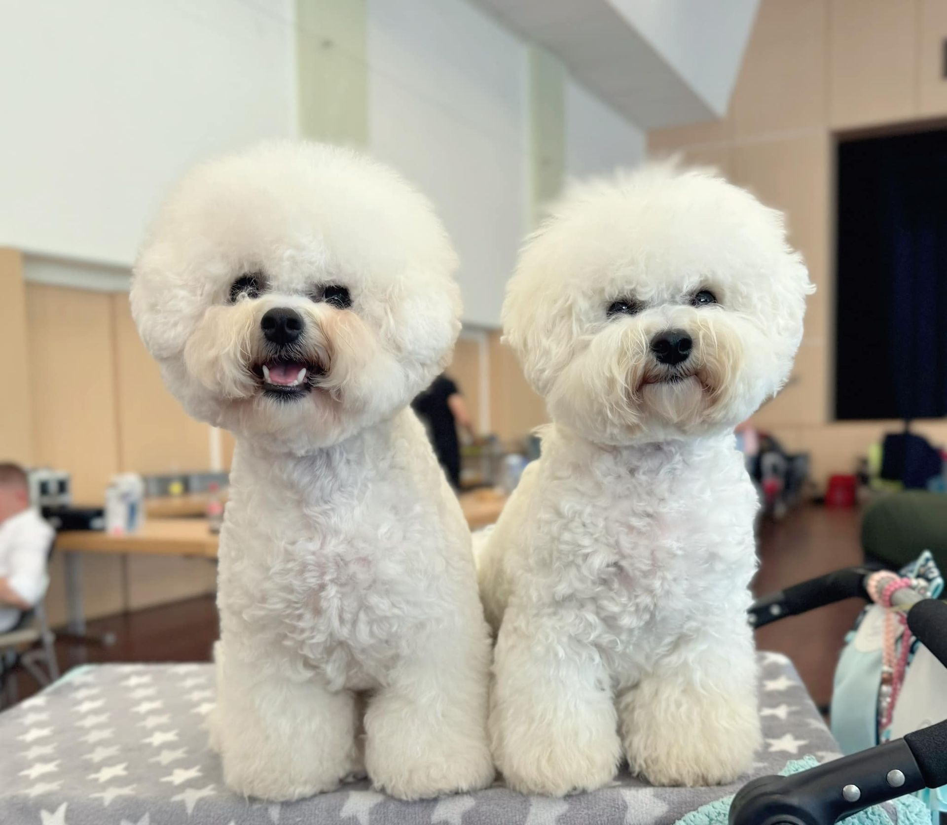 Bichon frisé, Curly-Sunshine.de