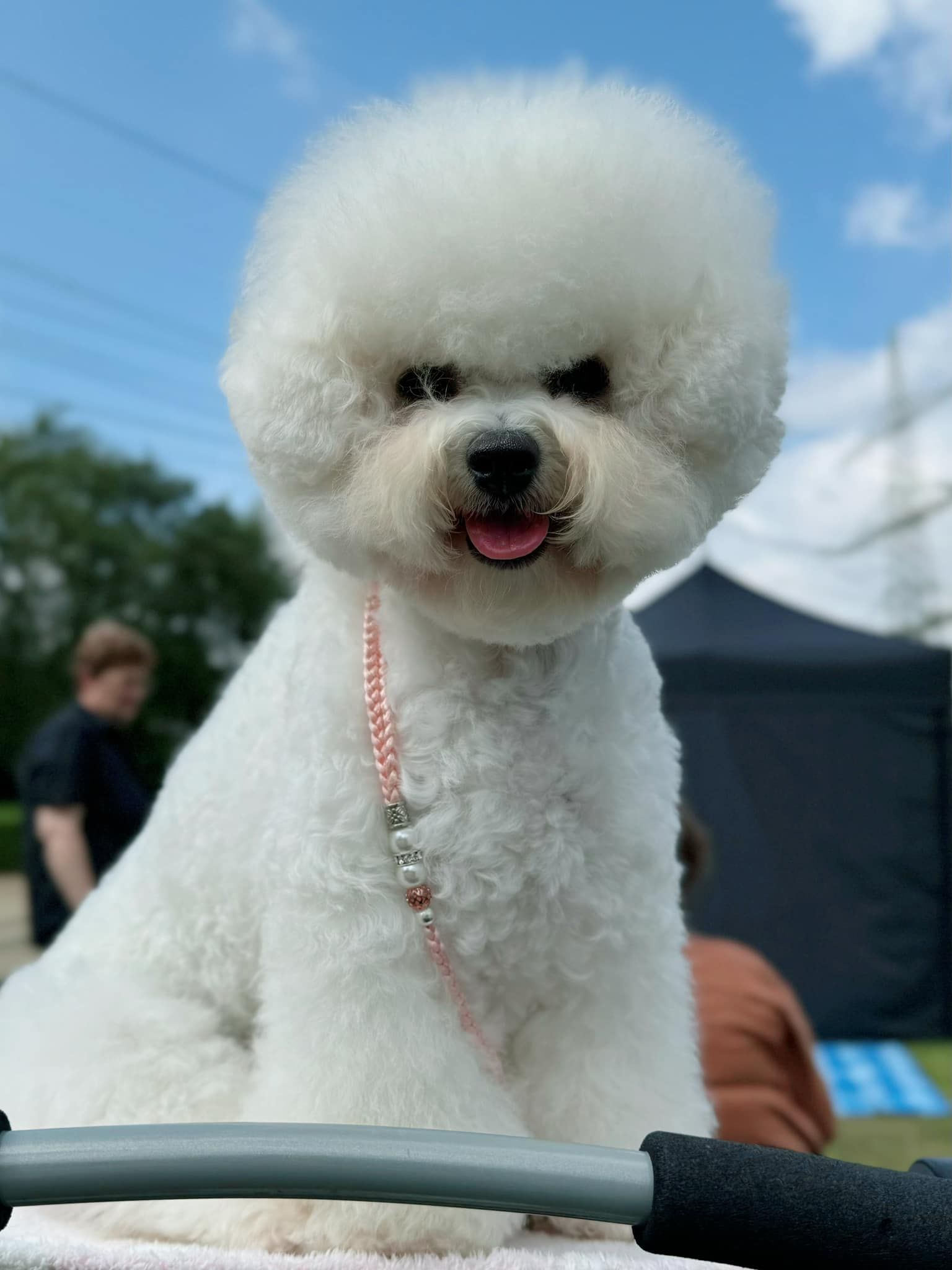 Jack und TJ, Bichon frisé, Curly-Sunshine.de
