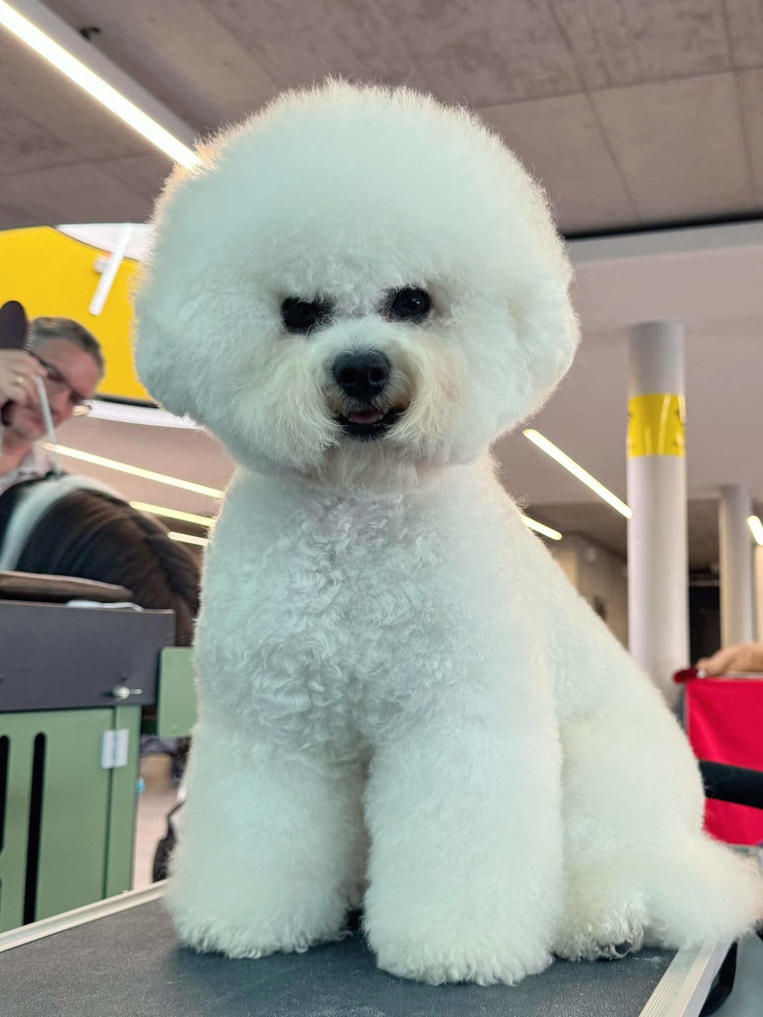 Bichon frisé, Curly-Sunshine.de