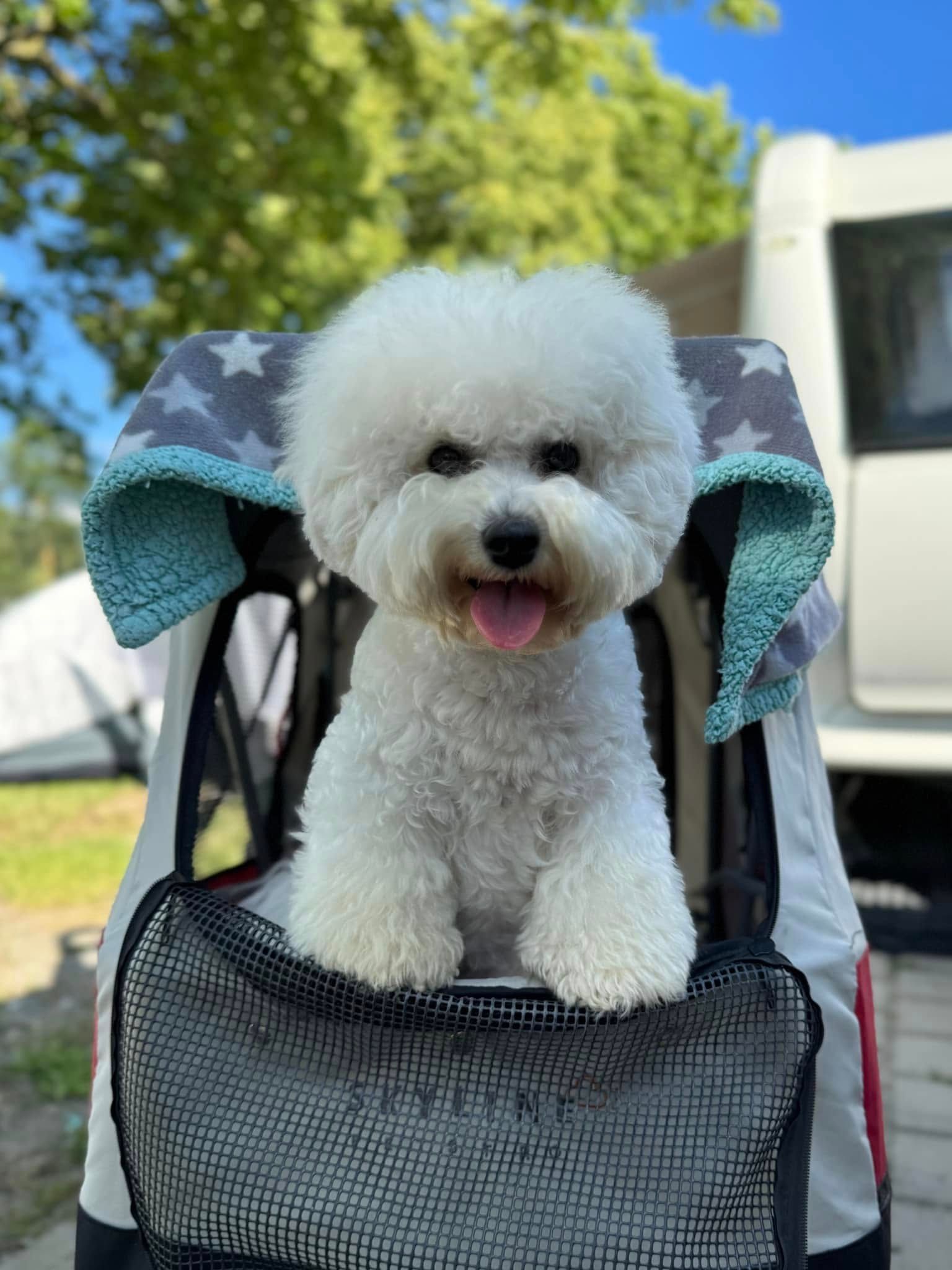TJ, Bichon frisé, Curly-Sunshine.de