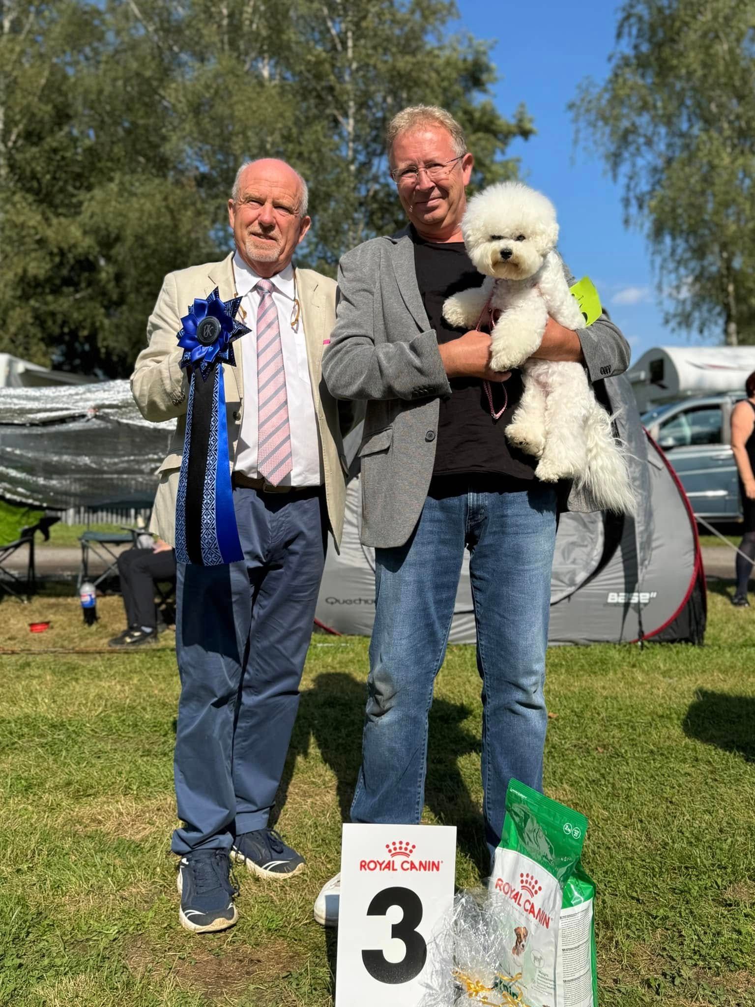 Bichon frisé, Curly-Sunshine.de