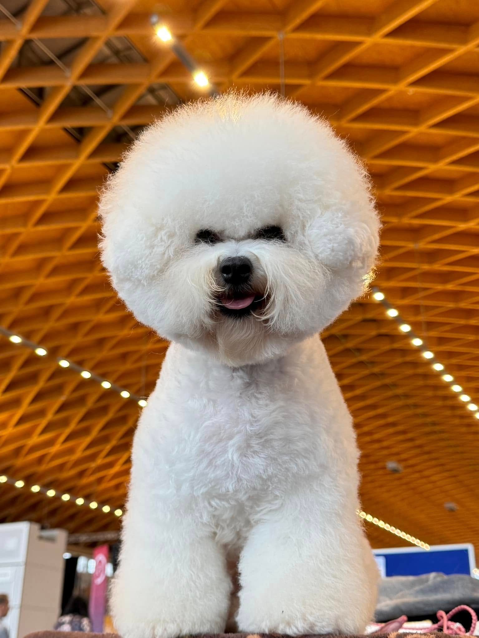 Jack, Bichon frisé, Curly-Sunshine.de
