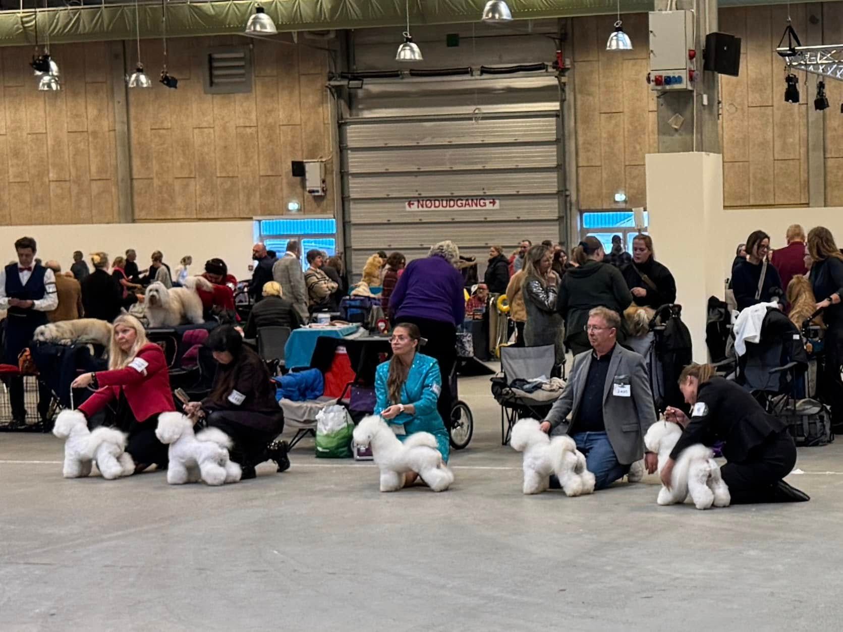 Bichon frisé, Curly-Sunshine.de