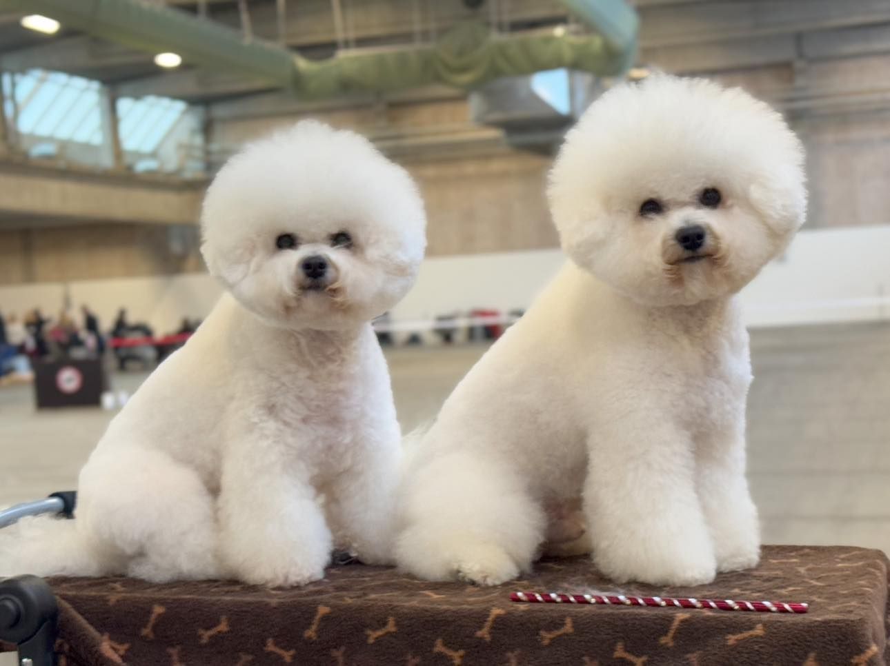 Elica und Jack, Bichon frisé, Curly-Sunshine.de