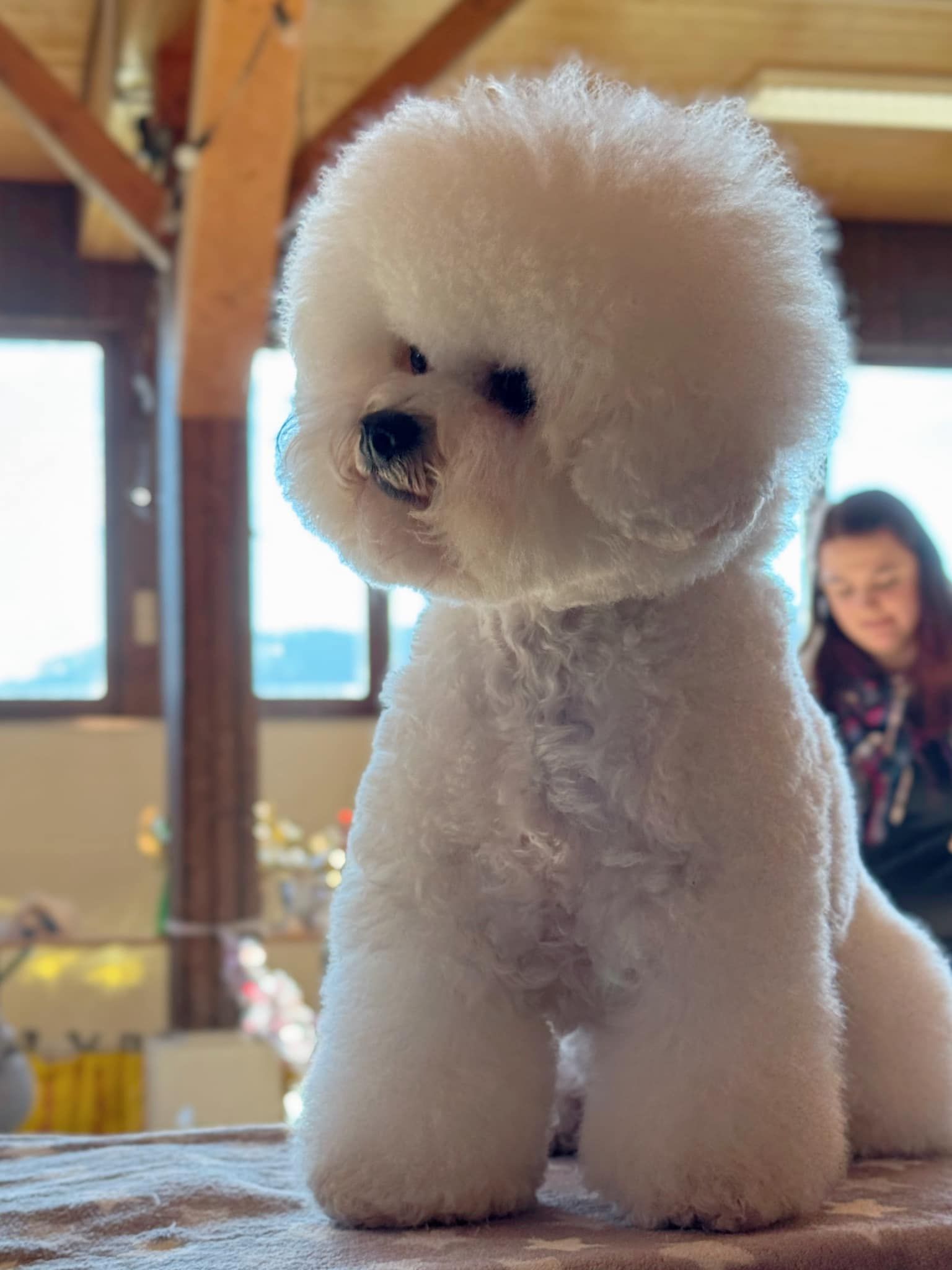 Zoe, Bichon frisé, Curly-Sunshine.de