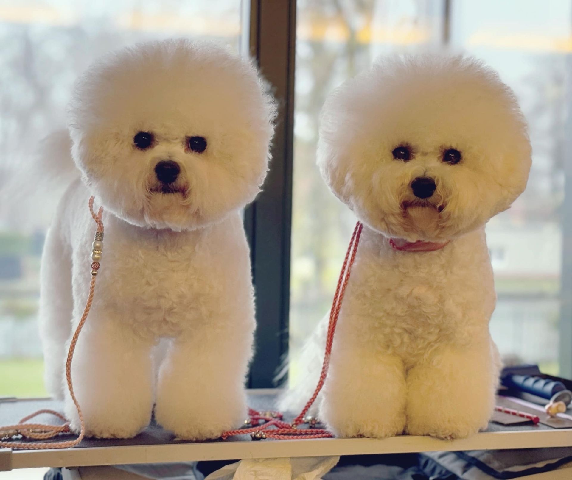 Bichon frisé, Curly-Sunshine.de