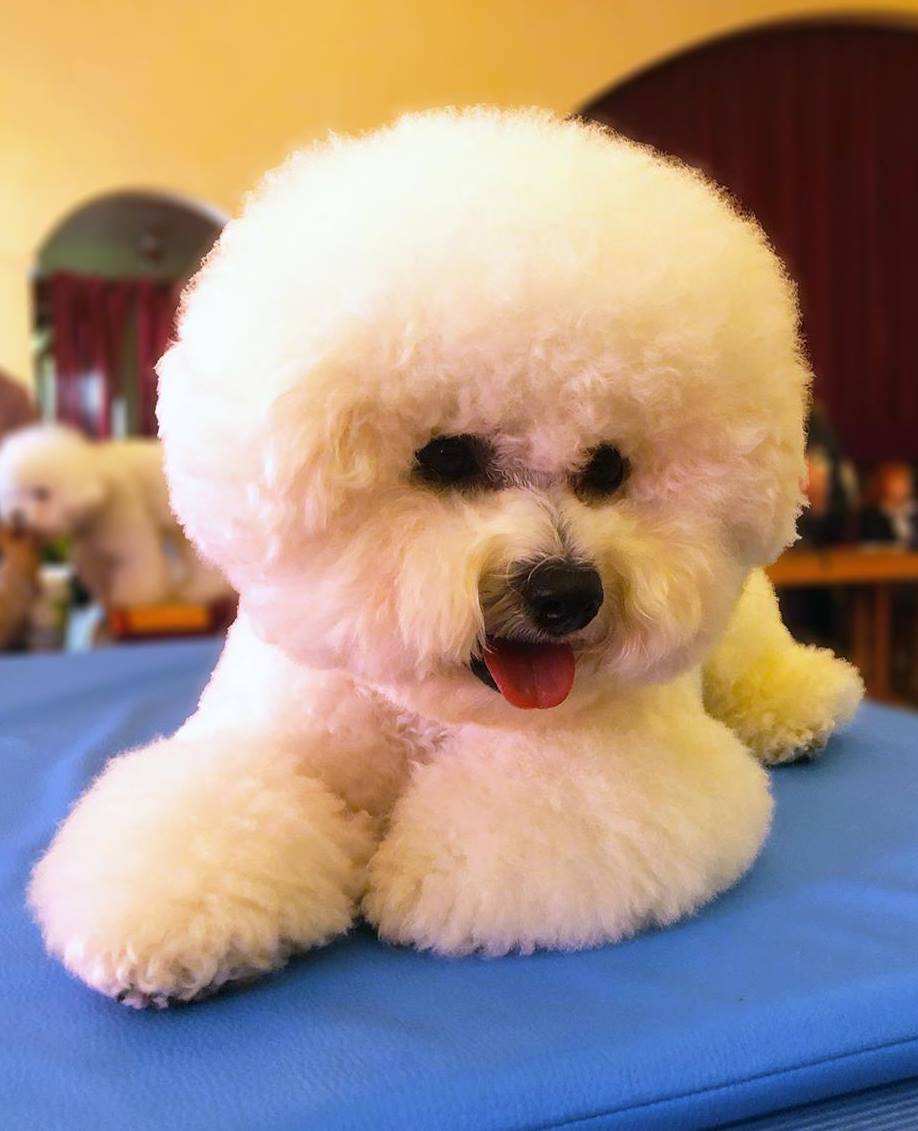 Amadeo, Bichon frisé, Curly-Sunshine.de