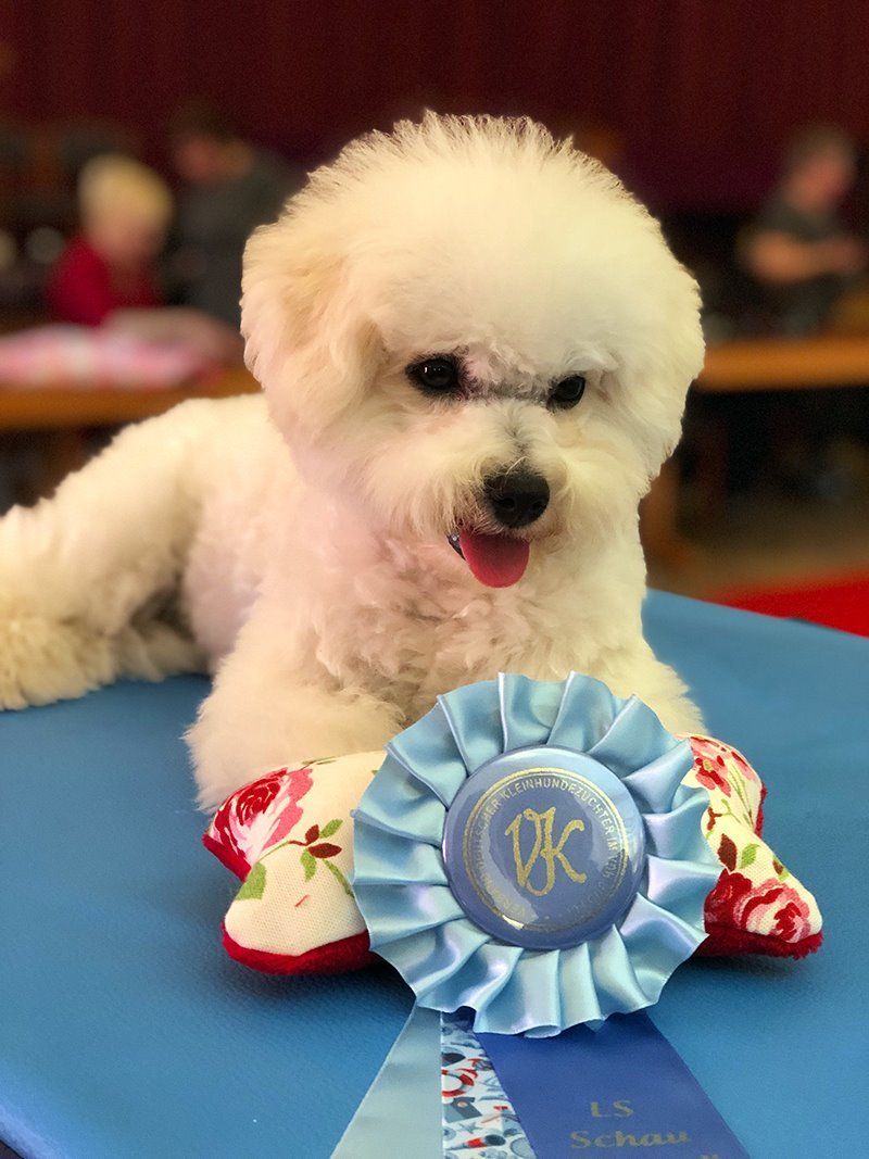 Summer, Bichon frisé, Curly-Sunshine.de