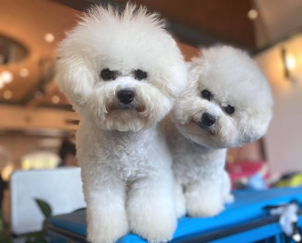 Suki und Zumba, Bichon frisé, Curly-Sunshine.de