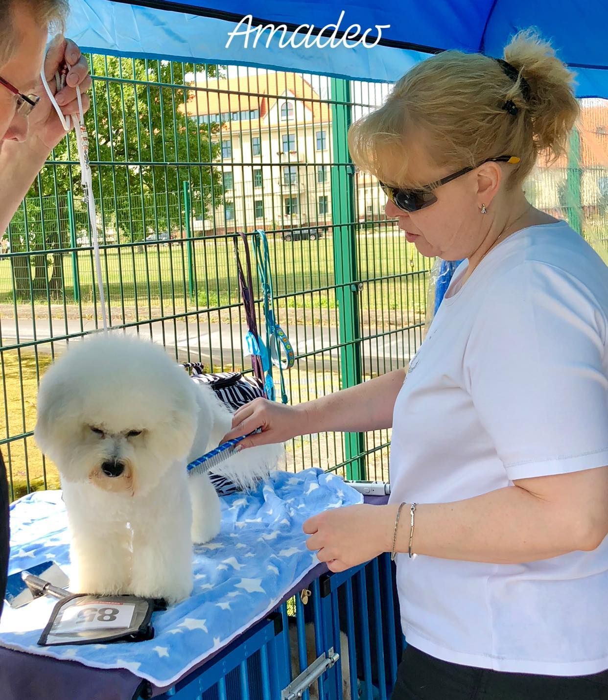 Amadeo, Bichon frisé, Curly-Sunshine.de