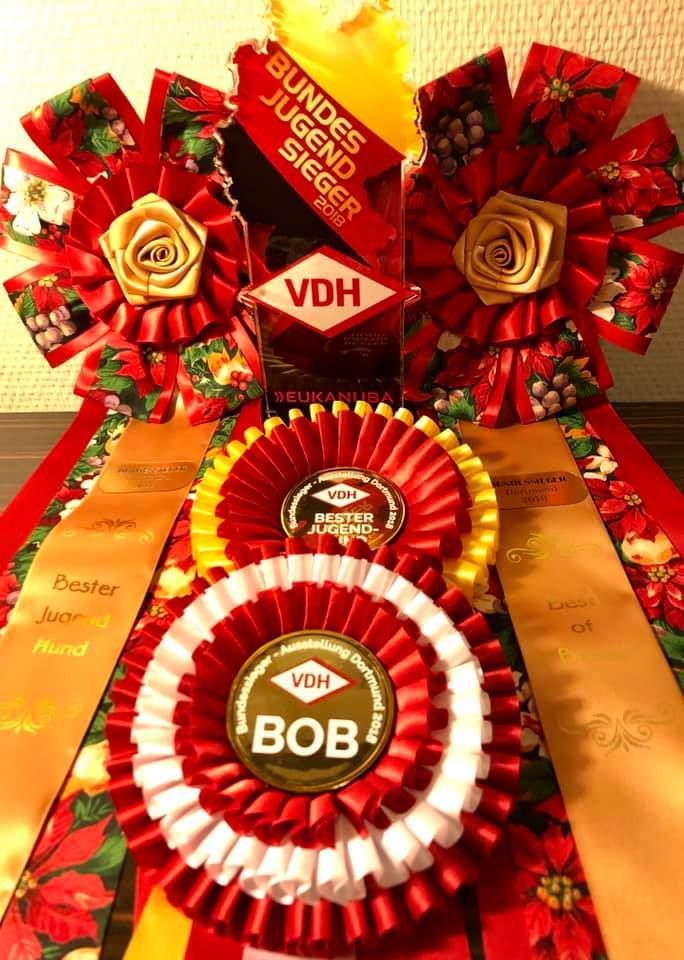 Bichon frisé, Curly-Sunshine.de