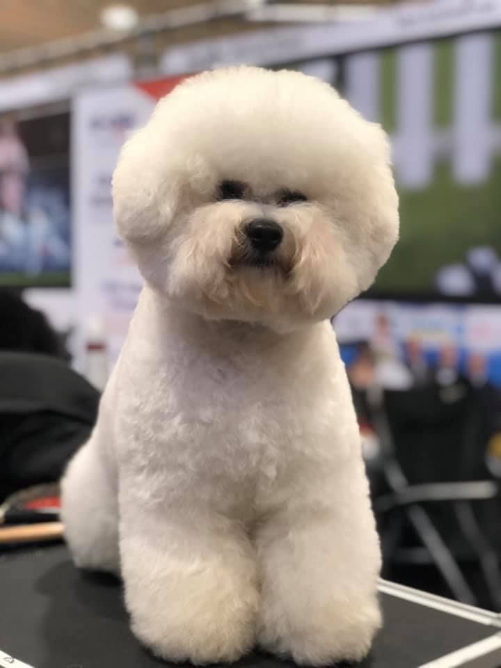 Amadeo, Bichon frisé, Curly-Sunshine.de