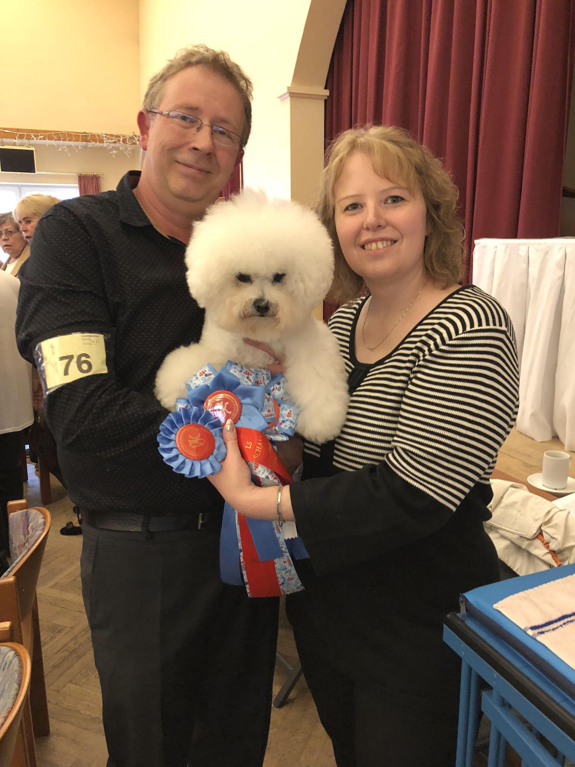 Bichon frisé, Curly-Sunshine.de