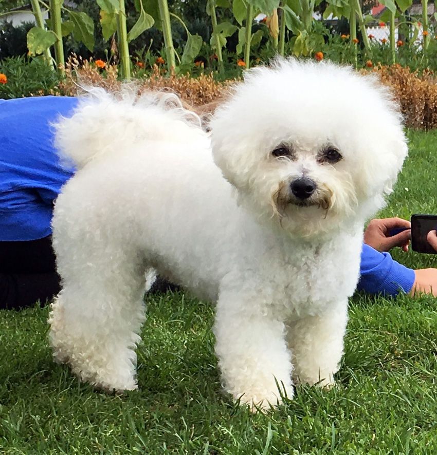 Ivy, Bichon frisé, Curly-Sunshine.de