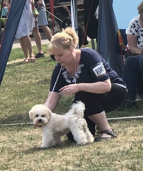 Sunshine, Bichon frisé, Curly-Sunshine.de