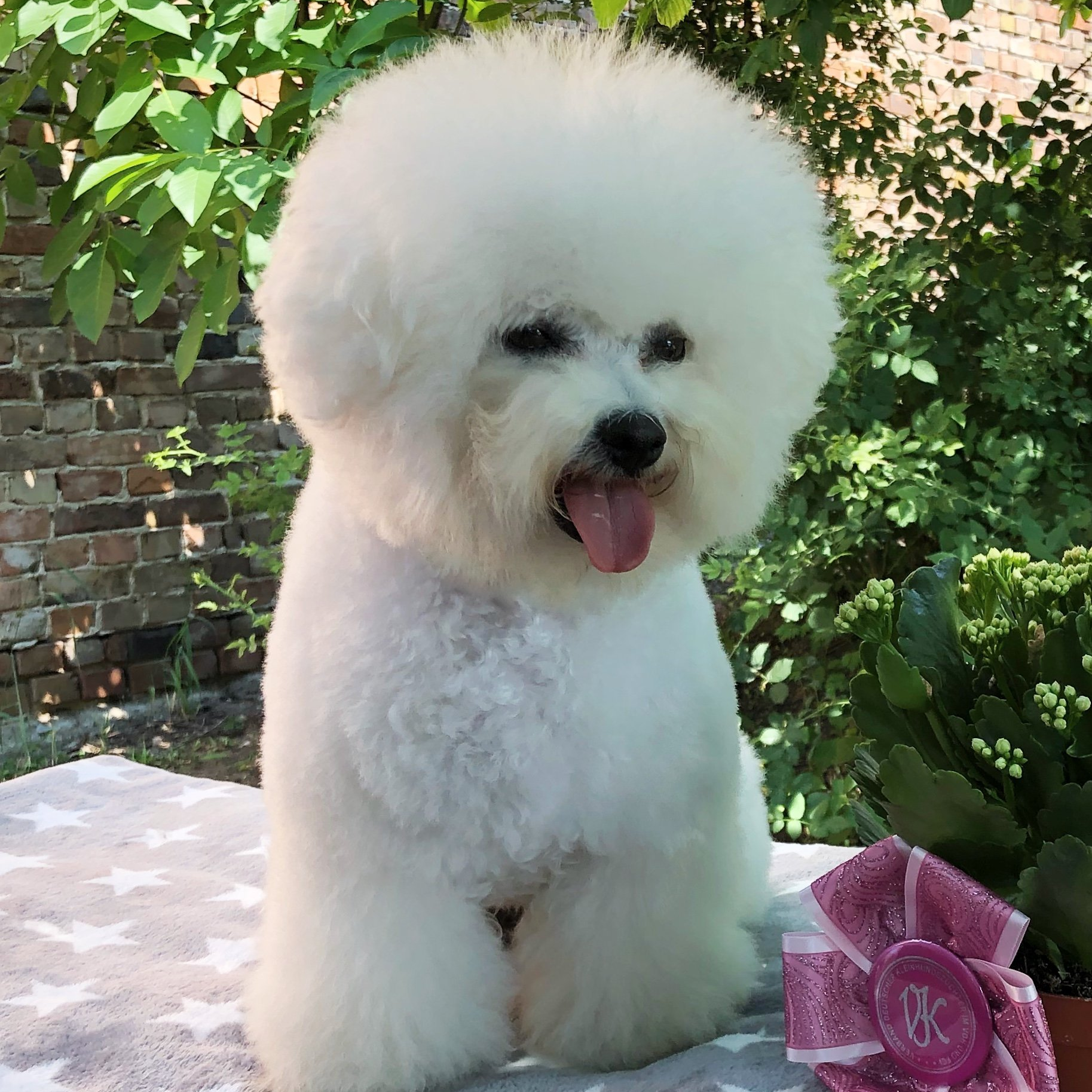 Vella, Bichon frisé, Curly-Sunshine.de