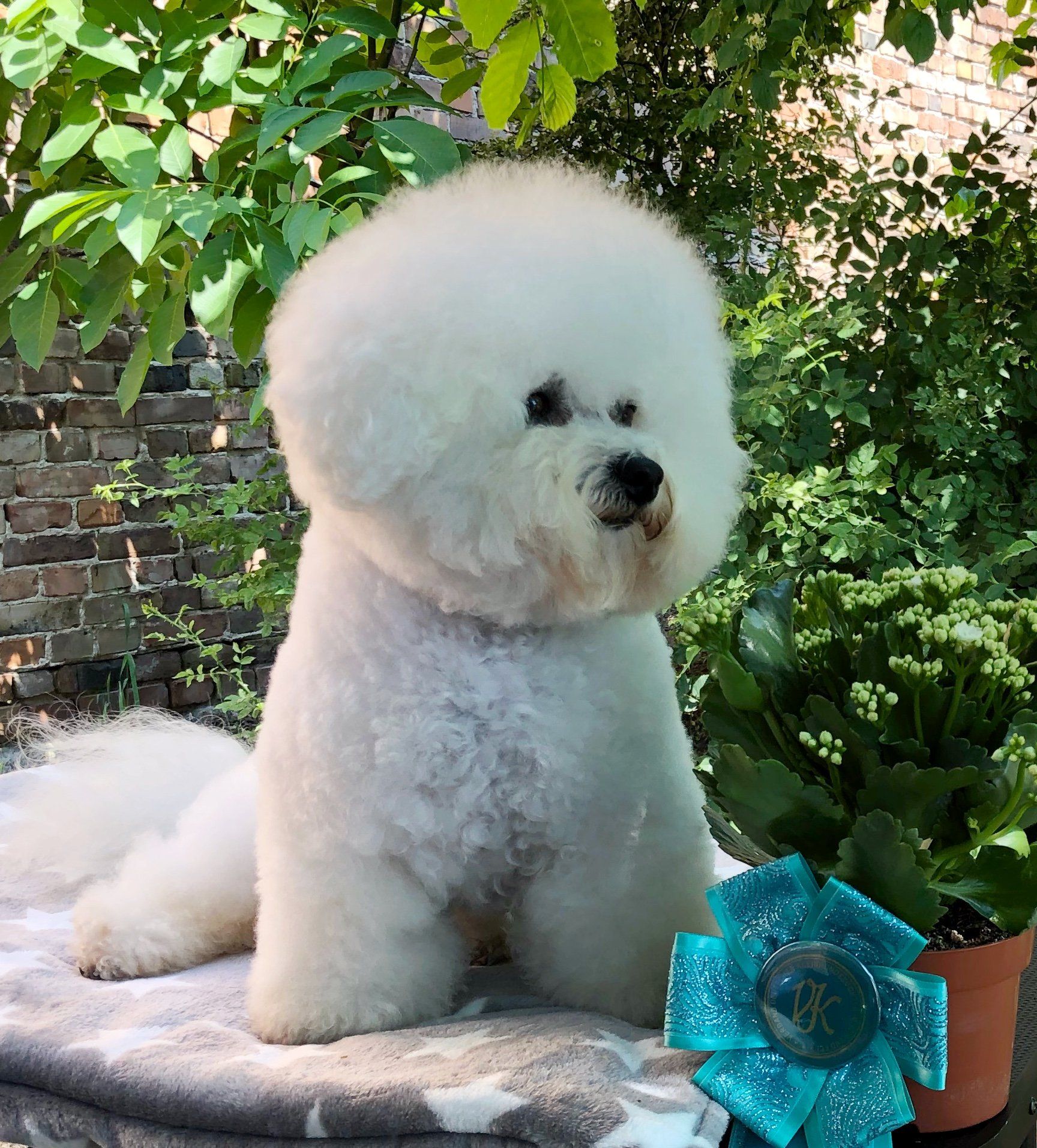 Happy, Bichon frisé, Curly-Sunshine.de