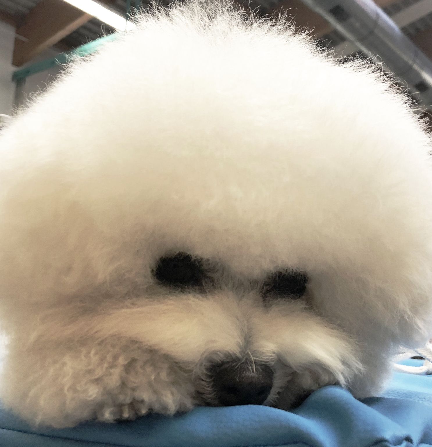 Vella, Bichon frisé, Curly-Sunshine.de