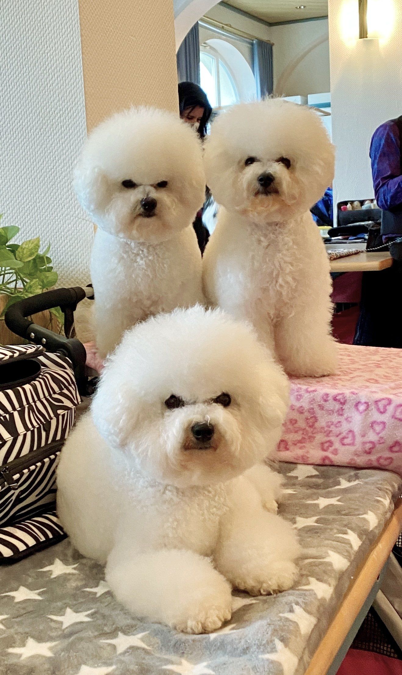 Bichon frisé, Curly-Sunshine.de