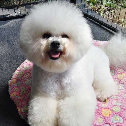 Vella, Bichon frisé, Curly-Sunshine.de